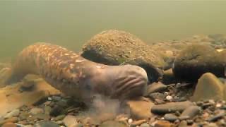 Sea lampreys Petromyzon marinus [upl. by Attebasile]