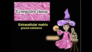 Connective Tissue Extracellular Matrix [upl. by Vasti]