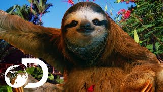 The Most HEARTBREAKING Sloth Bromance  Meet The Sloths [upl. by Yelik]