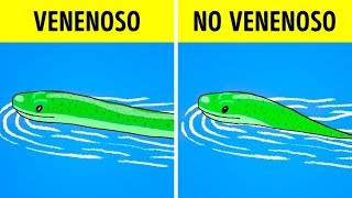 Qué hacer cuando ves una serpiente [upl. by Naoh408]