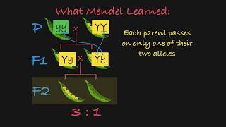 Mendels P F1 and F2 Generations Explained [upl. by Noelle]