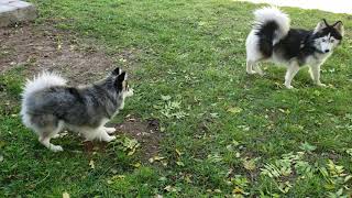 Mini pomsky tries to play with standard pomsky [upl. by Weisman635]