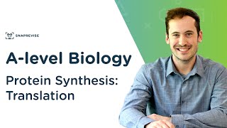 Protein Synthesis Translation  Alevel Biology  OCR AQA Edexcel [upl. by Karlens]