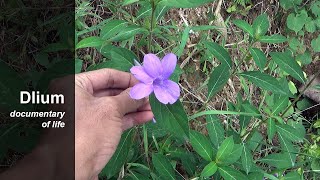 Philippine violet Barleria cristata [upl. by Armalla]