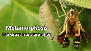 Butterfly Life Cycle and Metamorphosis [upl. by Ahsa]