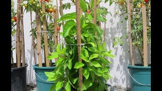 Grow a Diabetes Plant  Gynura Procumbens  Insulin Plant [upl. by Inasah]