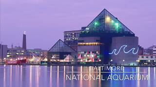 Baltimore National Aquarium Mini Tour [upl. by Yleve]