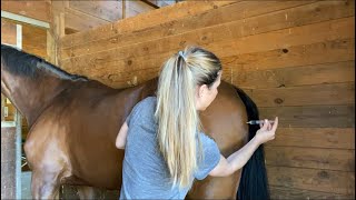 How To Administer IM Horse Vaccine In Butt Vs Neck [upl. by Sirehc843]