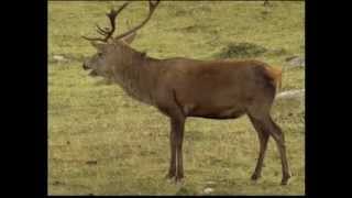 Part 1 BBC Autumnwatch 2012  Episode 3 [upl. by Etteniotna]