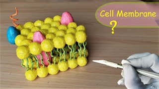 How to make Cell Membrane Model  DIY Project [upl. by Armilda]