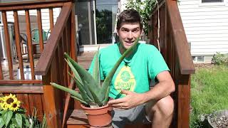 How to Grow Aloe  a Complete Growing Guide [upl. by Enyrb]