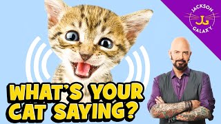 10 Sounds Cats Love To Hear The Most [upl. by Ahtekal283]