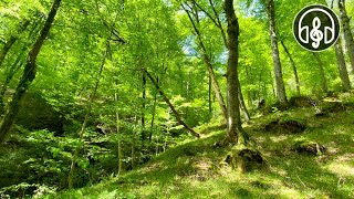 Beautiful spring mountain forest Birdsong in the Caucasus forest [upl. by Hu]