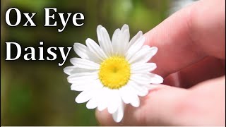 Ox Eye Daisy Identification  Edible and Medicinal Plant [upl. by Lindner138]