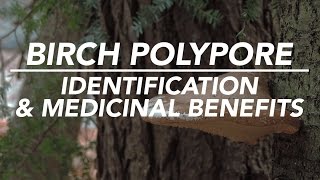 Birch Polypore — Mushroom Identification amp Medicinal Benefits with Adam Haritan [upl. by Asiilanna]