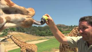 San Diego Zoo Kids  Giraffe [upl. by Yeuh805]