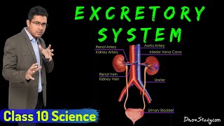 Excretory System  Life Processes 2  Class 10 Science Biology  Toppr Study [upl. by Annail]