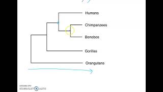 Phylogenetic Tree Basics [upl. by Notreve]