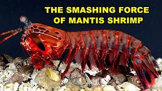 The Smashing Force of Mantis Shrimp [upl. by Anaibib]