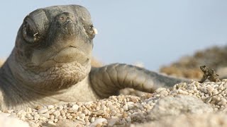 Turtle Hatchlings Face Death While Dashing to Ocean [upl. by Einallem]