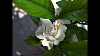 How to grow plant amp care of Gardenia jasminoides  Cape jasmine [upl. by Nhguavahs]