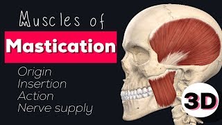 MUSCLES OF MASTICATION  3D [upl. by Aisat]