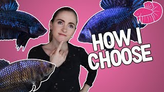 Betta Breeding  How I Pick The Best Fish to Breed Traits Overview [upl. by Estelle505]