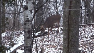 How to Hunt the Late Season for Deer [upl. by Beitch423]