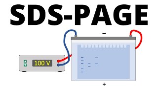 SDSPAGE explained  Protein Separation Technique [upl. by Rosanne182]