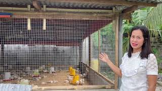 Backyard broiler poultry farm MANUKANG walang amoy Converted Piggery set up [upl. by Chitkara]