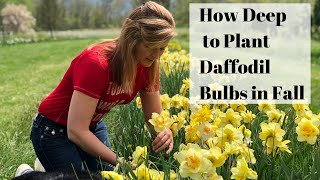 How to Plant Daffodils in Fall [upl. by Ejrog]