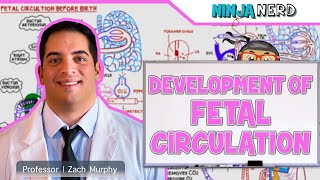 Embryology  Development of Fetal Circulation [upl. by Nessaj]