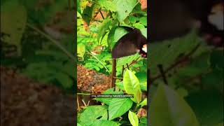 Enthopia PenangPenangButterflyFarm Entopia MalaysiaTravel ButterfliesButterflyFarmPenang [upl. by Ophelia]