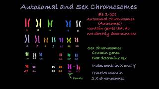 Reading Karyotypes [upl. by Eihtak]