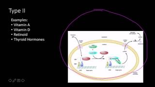 Steroid hormone receptors [upl. by Fredrick]