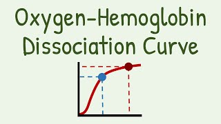 Oxygen Hemoglobin Dissociation Curve [upl. by Kohcztiy]