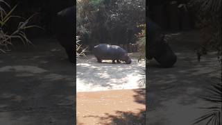 Zoológico de Chapultepec CDMX [upl. by Bollen]