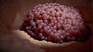 Endobronchial Valve Animation  SPIRATION [upl. by Burgener860]