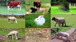 Animales de Granja para niños con vídeos [upl. by Vanny]