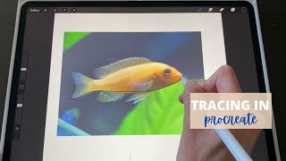 Tracing a photo in Procreate how To step by step Tutorial [upl. by Ainsley]