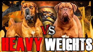 Boerboel vs Dogue de Bordeaux  Dogue de Bordeaux vs Boerboel  Powerful Guard Dog  Billa Boyka [upl. by Ellehsad]