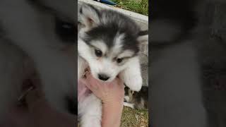 Micro Pomsky Puppies For Sale [upl. by Tomkins]