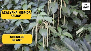 Acalypha hispida quotAlbaquot White Cat Tails plant [upl. by Napra]