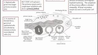 Oogenesis IB Biology [upl. by Ennovy]