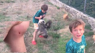 TERRIBLE ATTAQUE DU COQ SUR MON FILS [upl. by Izmar]