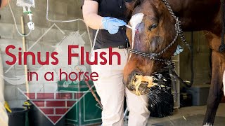 Flushing a Horses Sinus [upl. by Eatnhoj779]