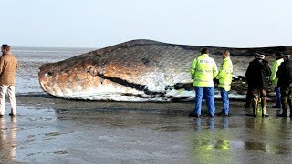 The BIGGEST SNAKE Ever  TITANOBOA [upl. by Sherilyn848]