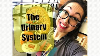 Structures of the Urinary System [upl. by Burnight918]