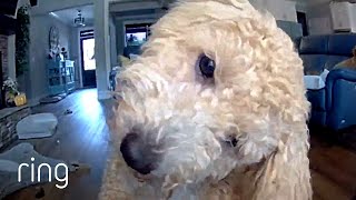 Adorable Dog Talks to Owner Through Ring  RingTV [upl. by Nylodnewg]