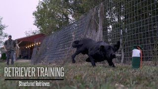 Teaching Your Gundog to Retrieve  Hunting Dog Training [upl. by Nnairac]